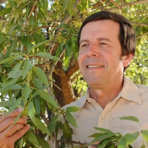 IPM SPECIALIST Frank Zalom checks out an almond tree. He was just named the 2010 recipient of the "Award for Excellence in Integrated Pest Management" from the Entomological Society of America. (Photo by Kathy Keatley Garvey)