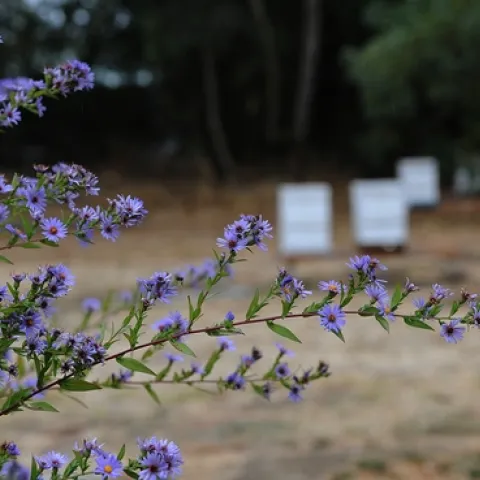 PURPLE ASTERS bloom brilliantly at the Harry H. Laidlaw Jr. Honey Bee Research Facility at the University of California, Davis. In the back are the bee boxes. (Photo by Kathy Keatley Garvey)