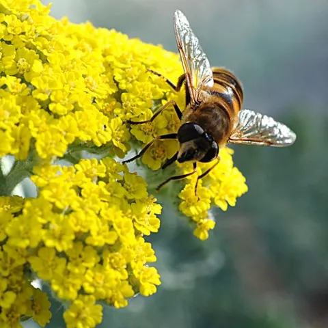 DRONE FLY (Eristalis tenax) crawls on yarrow. (Photo by Kathy Keatley Garvey)