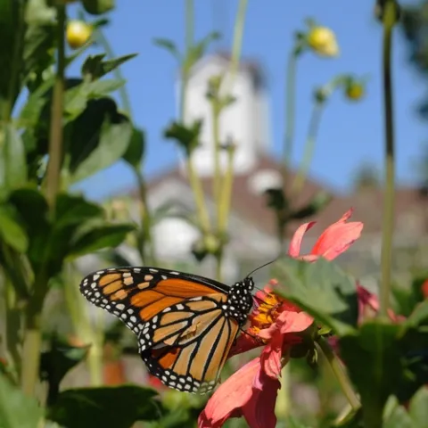 MONARCH BUTTERFLY in the Luther Burbank Gardens, Santa Rosa. One generation of monarch butterflies migrates 2000 miles between southern Canada and central Mexico, according to LiveScience senior writer Wynne Parry in her Nov. 4 post. (Photo by Kathy Keatley Garvey)