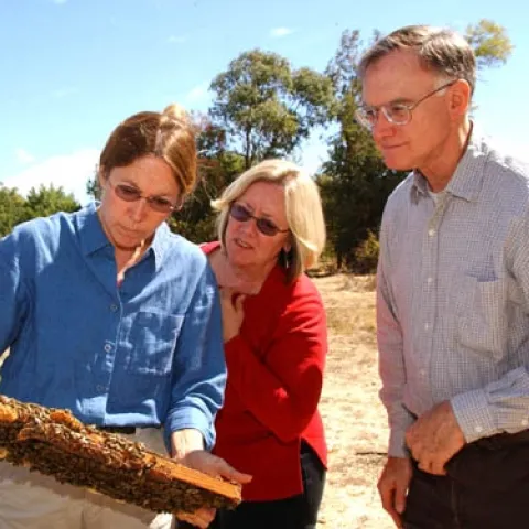 UC Davis bee breeder-geneticist Susan Cobey (far left) and UC Davis apiculturist Eric Mussen look at a bee frame with beekeeper Valerie Severson of Yuba City. (Photo by Kathy Keatley Garvey)