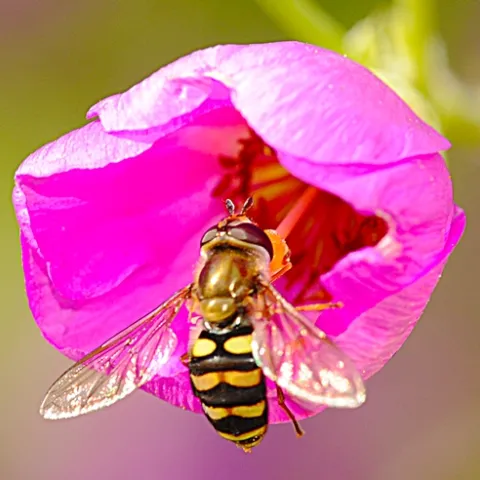 SYPRHID FLY heading inside a rock purslane blossom. (Photo by Kathy Keatley Garvey)