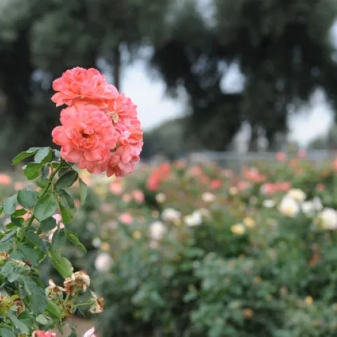 ROSE GARDEN--The All-America Rose Selections (AARS) Test Garden on Hopkins Road, UC Davis, features 30 new rose varieties--and insects have their pick. (Photo by Kathy Keatley Garvey)