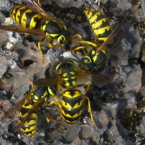 YELLOWJACKETS taking bait. (Photo by Erin Wilson)