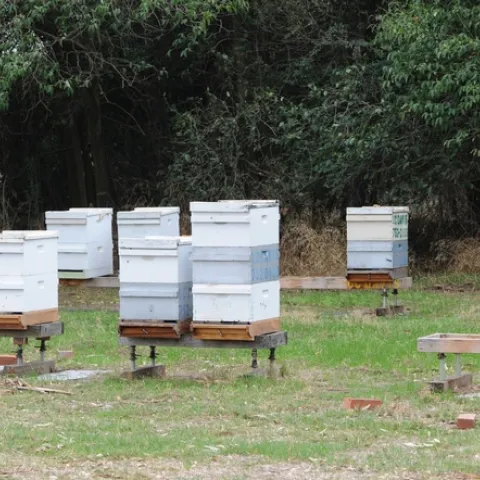 BRICKS mark the spot where yellowjackets are nesting at the Harry H. Laidlaw Jr. Honey Bee Research Facility. (Photo by Kathy Keatley Garvey)