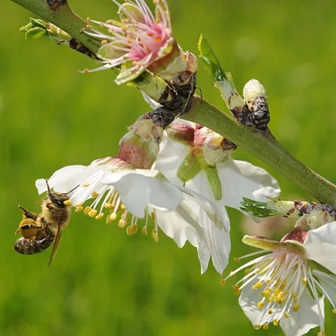 HONEY BEE pollinating an almond tree at the Harry H. Laidlaw Jr. Honey Bee Research Facility, University of California, Davis. (Photo by Kathy Keatley Garvey)
