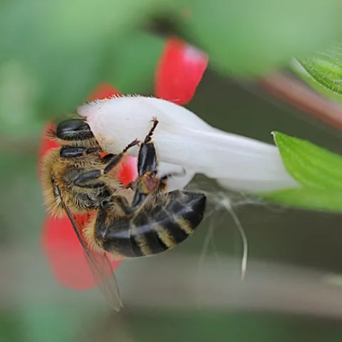 HONEY BEE gathers nectar from the mint bush sage at the Haagen-Dazs Honey Bee Haven at UC Davis. (Photo by Kathy Keatley Garvey)