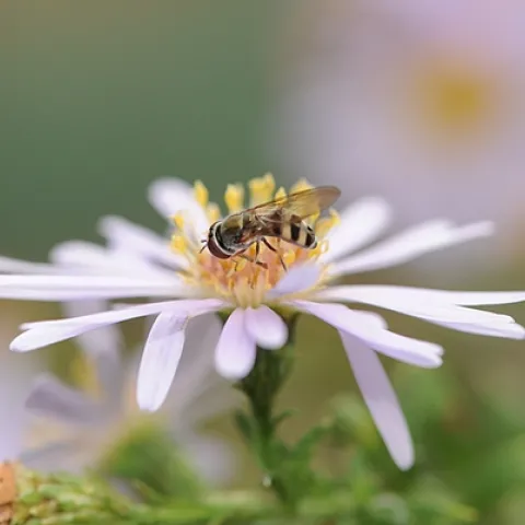 HOVER FLY working a flower in the Haagen-Dazs Honey Bee Haven at the University of California, Davis. The larvae of hover flies are voracious aphid eaters. (Photo by Kathy Keatley Garvey)