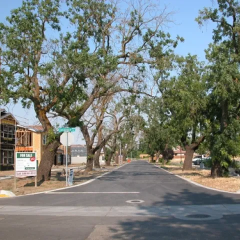 THESE DYING WALNUT TREES in Davis, Calif., are victims of thousand cankers disease. (Photo by Steve Seybold)