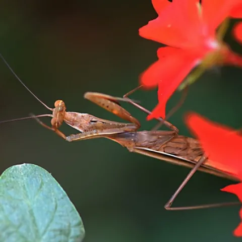 PRAYING MANTIS at the Harry H. Laidlaw Jr. Honey Bee Research Facility at UC Davis. (Photo by Kathy Keatley Garvey)