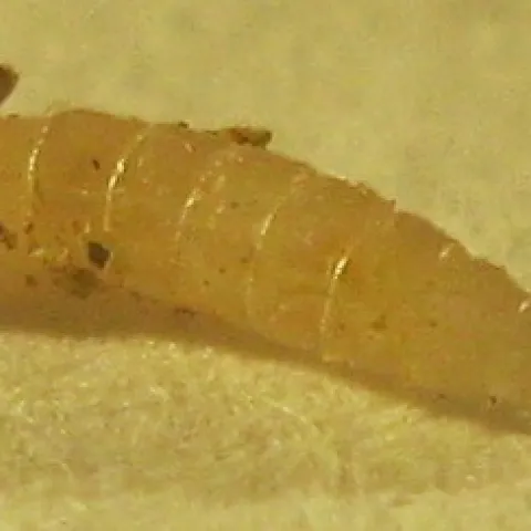 Whitish with a tapering body