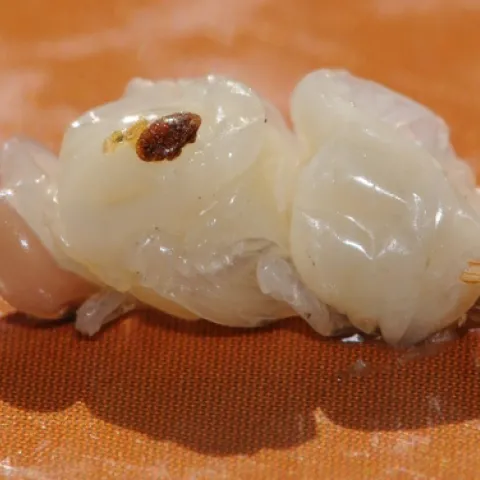 VARROA MITE on drone pupa at the Harry H. Laidlaw Jr. Honey Bee Research Facility, University of California, Davis. (Photo by Kathy Keatley Garvey)