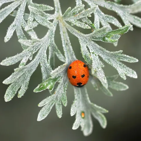 RED ORNAMENT? No, a ladybug, aka ladybird beetle or lady beetle, on Artemisia, a genus belonging to the daisy family, Asteraceae. (Photo by Kathy Keatley Garvey)
