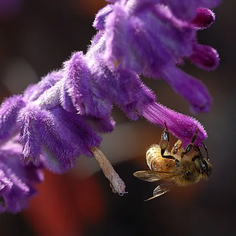 HONEY BEE nectaring salvia. This one is Salvia leucantha or "Mexican sage." (Photo by Kathy Keatley Garvey)