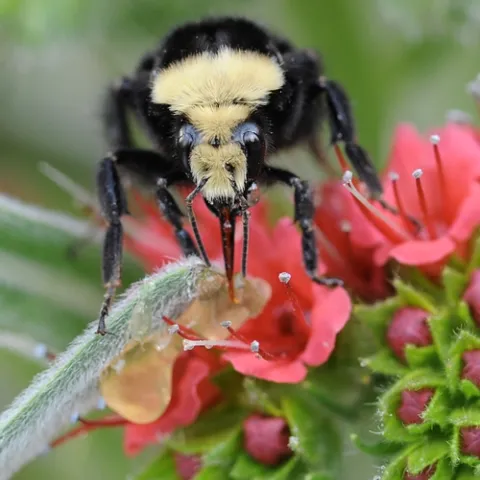 YELLOW-FACED BUMBLE BEE, Bombus vosnesenskii, gathers nectar from a tower of jewels. The Cameron study looked at three species of western bumble bees, including this species. (Photo by Kathy Keatley Garvey)
