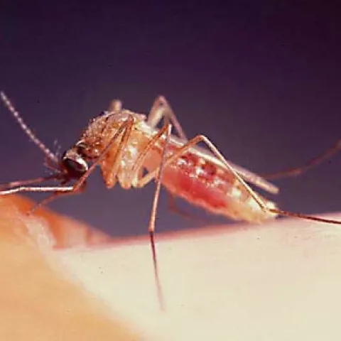 WEST NILE VIRUS--Infected Culex mosquitoes transmit the West Nile virus, which last year sickened 104 people in California, killing three. (Photo by Anthony Cornel)