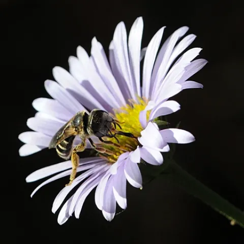 FEMALE SWEAT BEE, Halictus ligatus, on a seaside daisy, Erigeron glaucus x Wayne Roderick, in the Storer Garden, UC Davis. (Photo by Kathy Keatley Garvey)