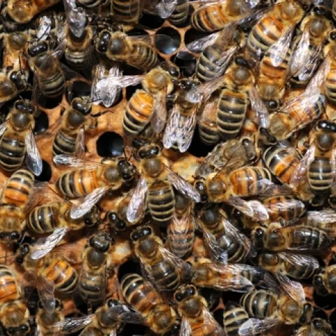 THESE HONEY BEES are faring well at the Harry H. Laidlaw Jr. Honey Bee Research Facility at the University of California, Davis. (Photo by Kathy Keatley Garvey)