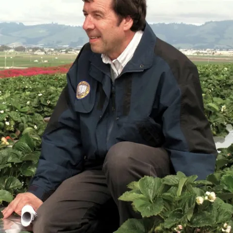 UC DAVIS entomologist Frank Zalom, shown in a strawberry field in Watsonville, will discuss his work on the light brown apple moth when the Northern California Entomology Society meets Feb. 3 in Sacramento.