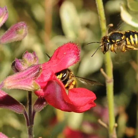 WOOL CARDER BEE heads for salvia, occupied by another wool carder bee. (Photo by Kathy Keatley Garvey)
