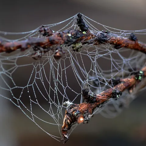 INTRICATE PATTERN of a spider web on nectarine branches. (Photo by Kathy Keatley Garvey)