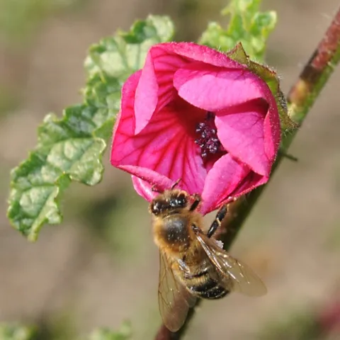 HONEY BEE could be our groundhog weather predictor here in California. If she exits the hive and visits the cape mallow in the Haagen-Dazs Honey Bee Haven at the Harry H. Laidlaw Jr. Honey Bee Research Facility at the University of California, Davis, spring will come early. (Photo by Kathy Keatley Garvey)