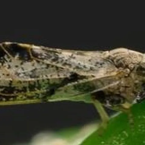 ACP Adult- Michael Rogers