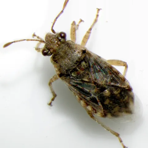 Grass bug-Arhyssus sp