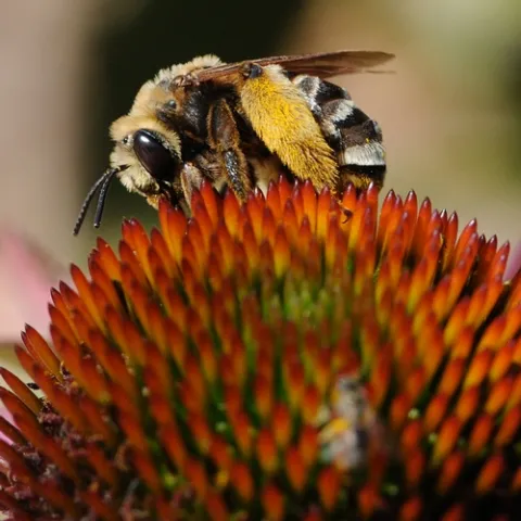 SWEAT BEE, a female Svastra obliqua expurgata, forages on a purple coneflower at the Haagen-Dazs Honey Bee Haven in this autumn scene. (Photo by Kathy Keatley Garvey)
