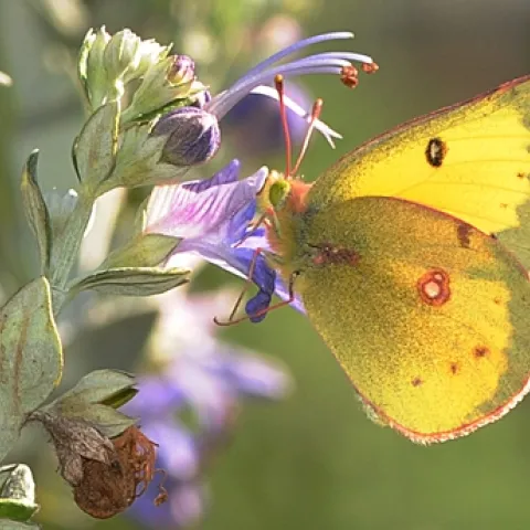 A MALE orange sulphur butterfly (Colias eurythme) nectars a bush germander on Feb. 7 at the Haagen-Dazs Honey Bee Haven, Harry H. Laidlaw Jr. Honey Bee Research Facility, UC Davis. (Photo by Kathy Keatley Garvey)