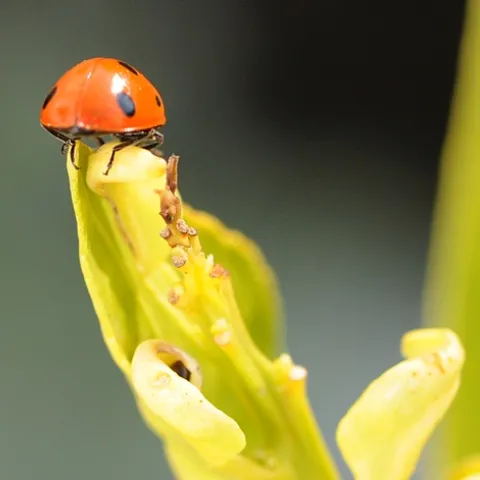 OVERWINTERING ladybug perches on top of a tangerine tree leaf as temperatures hit 75 degrees. This is an introduced species, Coccinella septempunctata, as identified by Natalia Vandenberg, a USDA employee with the Systematic Entomology Lab, Smithsonian's National Museum of Natural History. (Photo by Kathy Keatley Garvey)