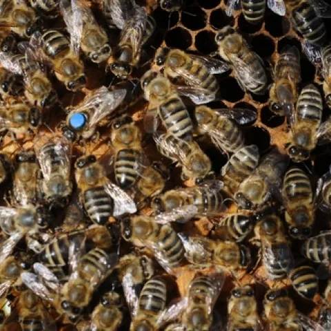 QUEEN BEE and her colony. (Photo by Kathy Keatley Garvey)