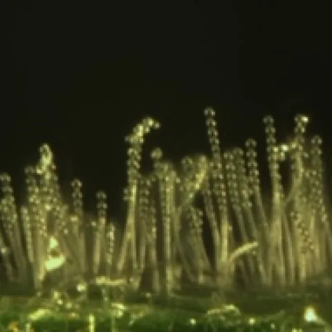 Podosphaera aphanis-conidial chains-David Gadoury