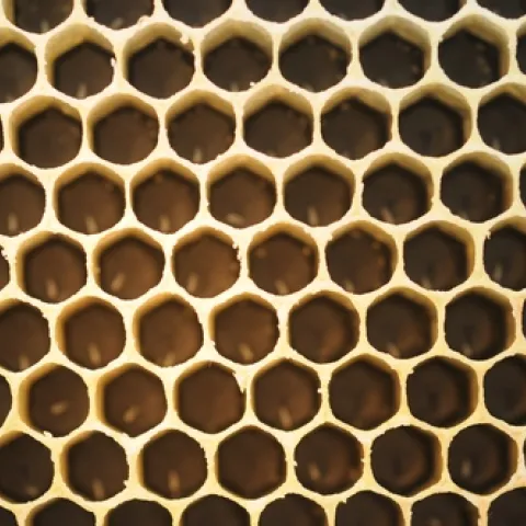 EGGS inside honey bee cells will turn into larvae, which will increase in weight 1000 times during the six days that they feed. (Photo by Kathy Keatley Garvey)