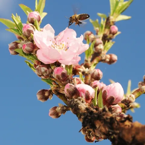 A HONEY BEE heads for the only blossom on the nectarine branch. (Photo by Kathy Keatley Garvey)