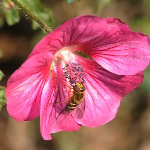 HOVER FLY foraging on cape mallow at the Haagen-Dazs Honey Bee Haven at UC Davis. The haven is known as a half-acre "bee friendly garden," but it's also a "pollinator-friendly garden." Located on Bee Biology Road, west of the central campus, it is open year-around from dawn to dusk. Admission is free.(Photo by Kathy Keatley Garvey)