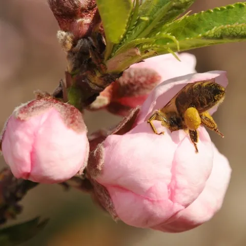 HONEY BEE forages in a nectarine blossom. (Photo by Kathy Keatley Garvey)