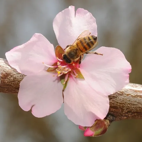 HONEY BEE pollinating an almond blossom today at the half-acre Haagen-Dazs Honey Bee Haven, a bee friendly garden at the Harry H. Laidlaw Jr. Honey Bee research Facility, UC Davis. (Photo by Kathy Keatley Garvey)