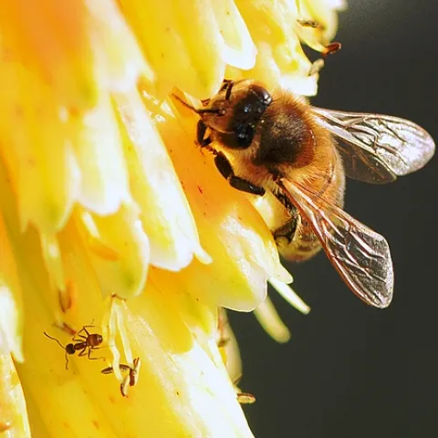 ARGENTINE ANT (Linepithema humile) and honey bee (Apis mellifera) share a flower in the Storer Garden at UC Davis. They both are members of the order, Hymenoptera, which includes bees, ants and wasps. (Photo by Kathy Keatley Garvey)