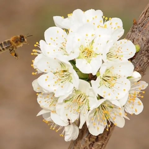 HONEY BEE from the Harry H. Laidlaw Jr. Honey Bee Research Facility, UC Davis, heads toward a plum blossom in the Haagen-Dazs Honey Bee Haven, a half-acre bee friendly garden on Bee Biology Road. The garden is open dawn to dusk at no charge. (Photo by Kathy Keatley Garvey)