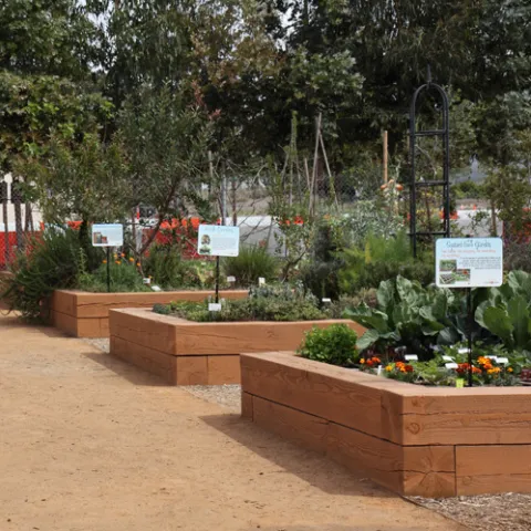 raised bed at Farm & Food Lab, Great Park