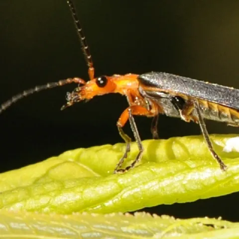 SOLDIER BEETLE, perched on a plum tree leaf, checks it surroundings. It's an avid aphid-eater. (Photo by Kathy Keatley Garvey)