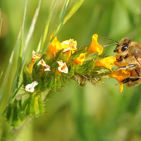 Honey bee settles on a fiddleneck. (Photo by Kathy Keatley Garvey)