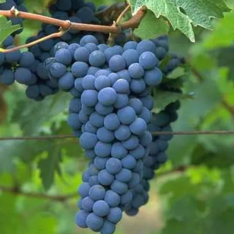Grapes