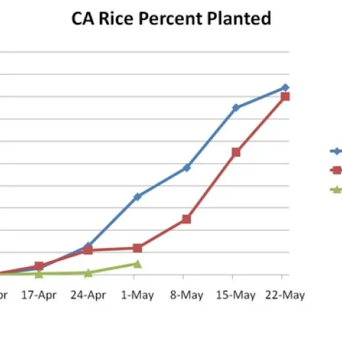 Rice planted