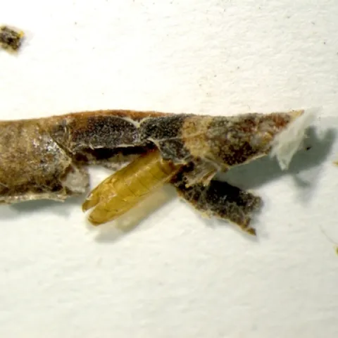 Coleophorid on Arctostaphylos