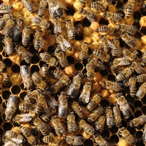 Honey bees working a hive at the University of California, Davis. (Photo by Kathy Keatley Garvey)