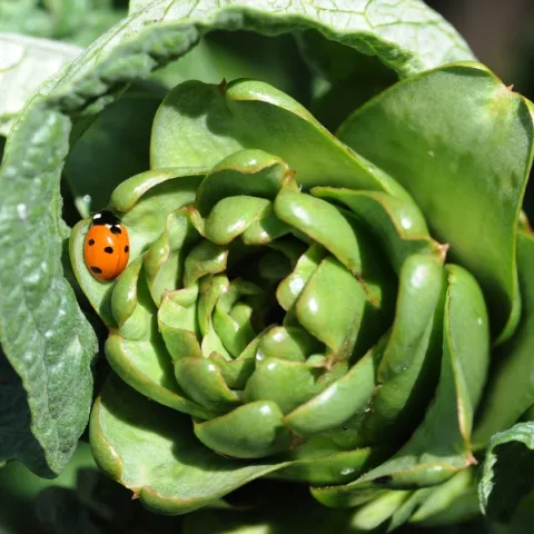 Ladybug looking for food on an artichoke. (Photo