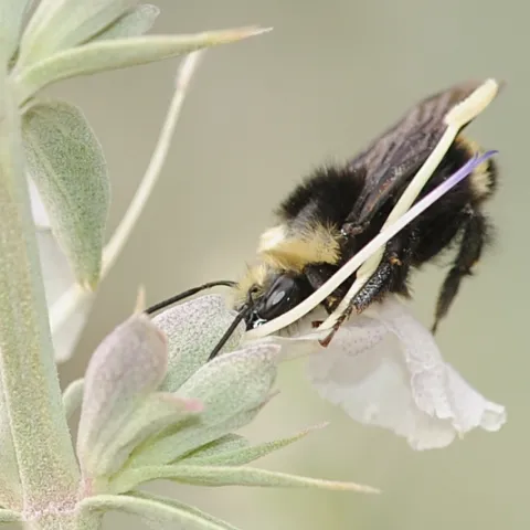 Yellow-faced bumble bee (Bombus vosnesenskii) nectaring on California white sage. (Photo by Kathy Keatley Garvey)