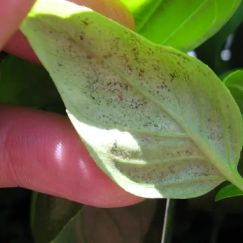 Sporulation of Peronospora belbahri